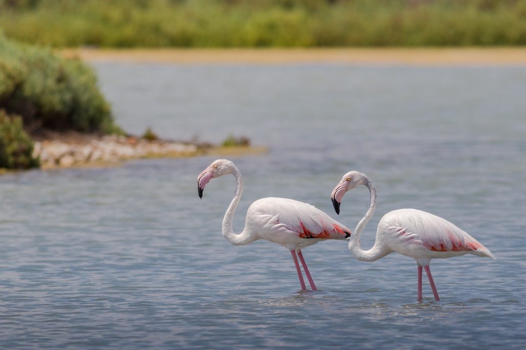 fenicotteri rosa