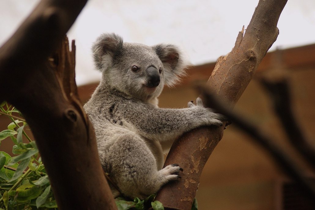 koala australia