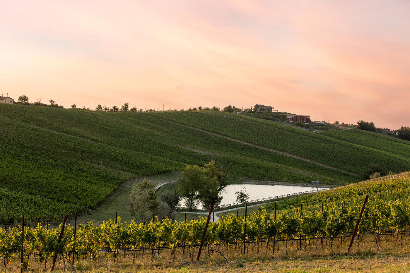 vino-emilia-romagna-enogastronomia-e-dintorni-il-viaggiatore-magazine