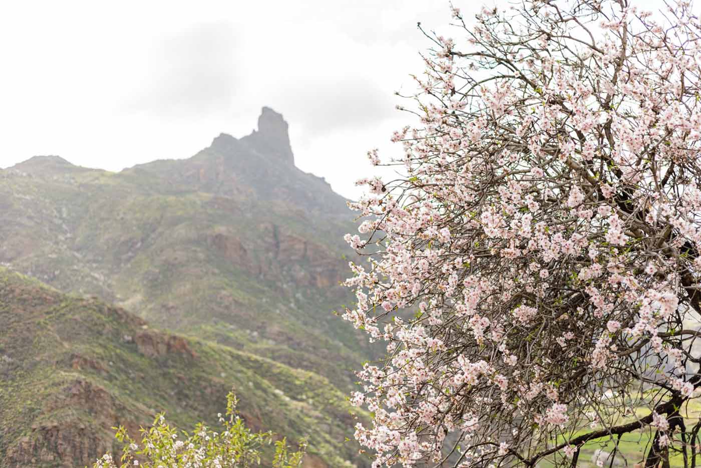 mandorlo- in- fiore- gran- canaria- luoghi- e- viaggi- il- viaggiatore- magazine
