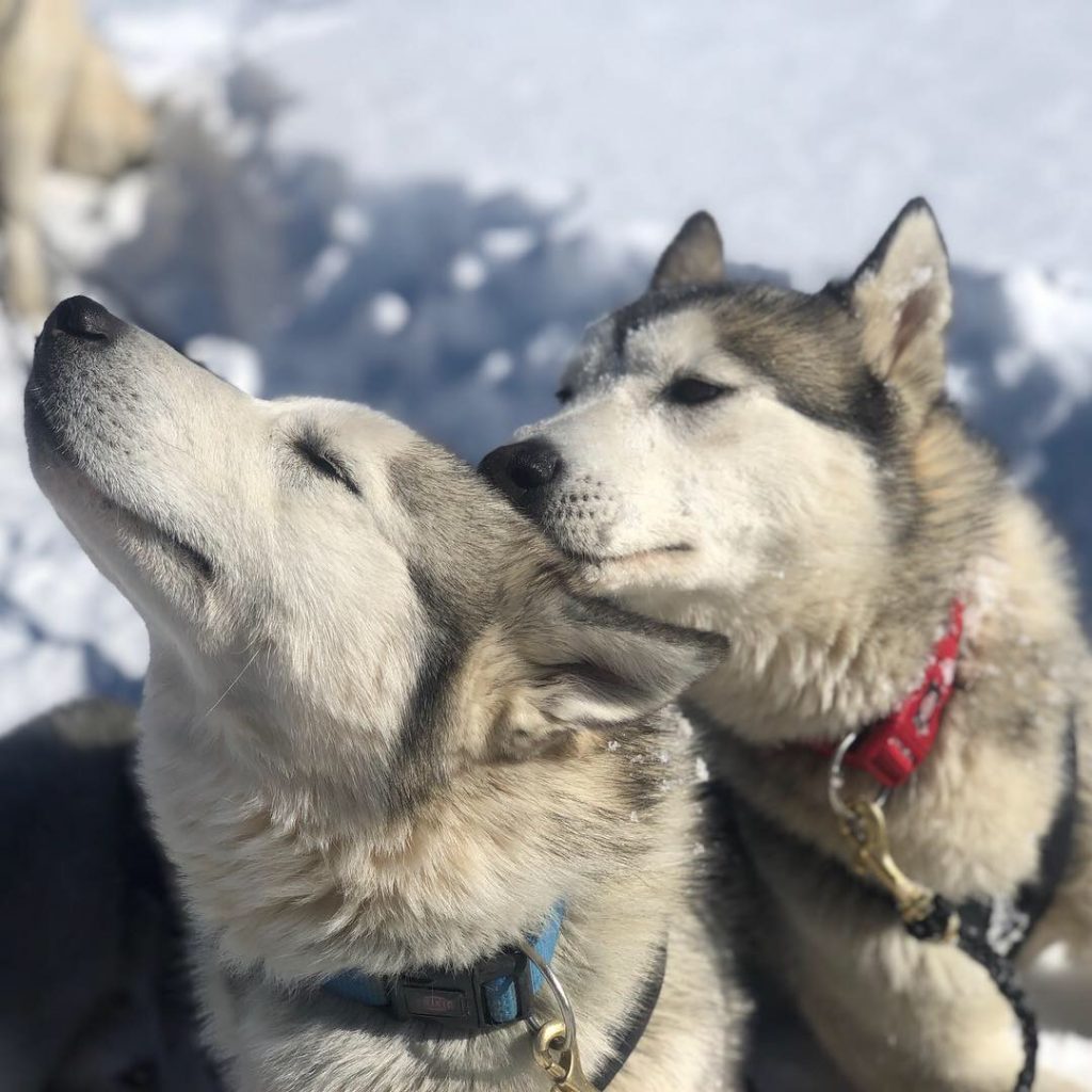 luoghi-e-viaggi-il-viaggiatore-magazine-cani