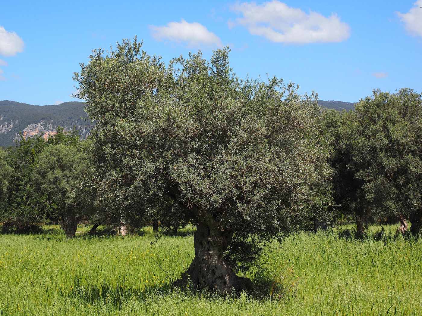biodiversità- sostenibile-cultura-e-appuntamenti-il-viaggiatore-magazine-ULIVI (2)