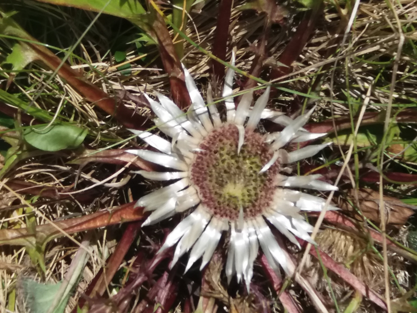 biodiversità-sostenibile-cultura-e-appuntamenti-il-viaggiatore-magazine-fiore