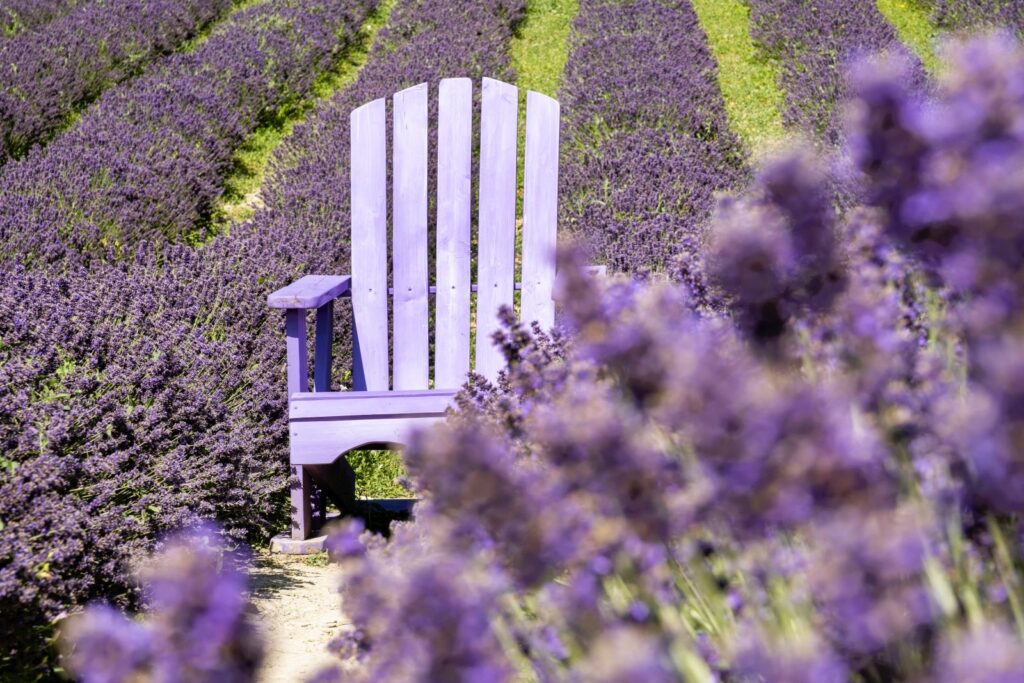 lavanda-in-piemonte-luoghi-e-viaggi-il-viaggiatore-magazine-Albera-Val-Borbera