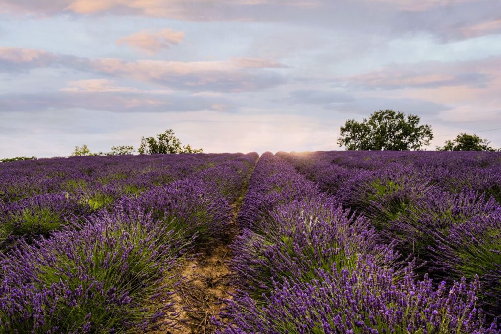 lavanda-in-piemonte-luoghi-e-viaggi-il-viaggiatore-magazine-borbera