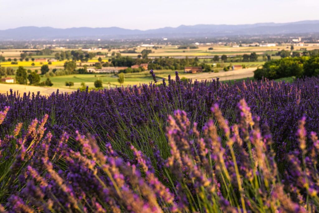 lavanda-in-piemonte-luoghi-e-viaggi-il-viaggiatore-magazine-cuccaro